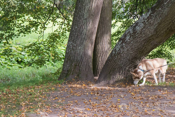 沙哑的狗在公园里漫步绿树成荫
