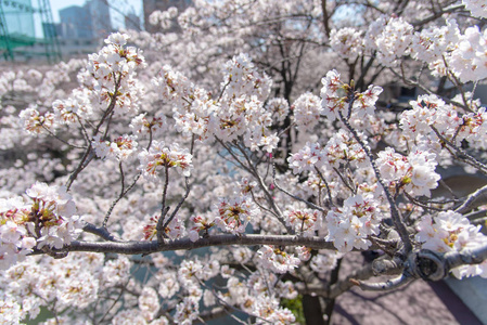 日本兆欧河东京樱花季图片