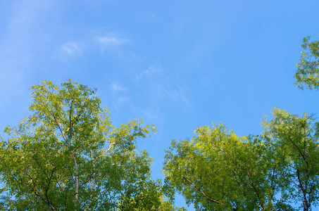 夏天，白桦树顶顶着蓝天图片