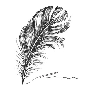 羽毛图案手绘风格. 手绘复古矢量设计集.照片