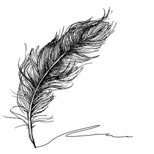 羽毛图案手绘风格. 手绘复古矢量设计集.照片