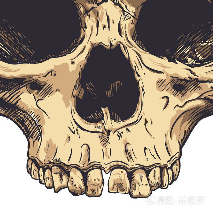 人类的头颅骨矢量艺术手绘插图