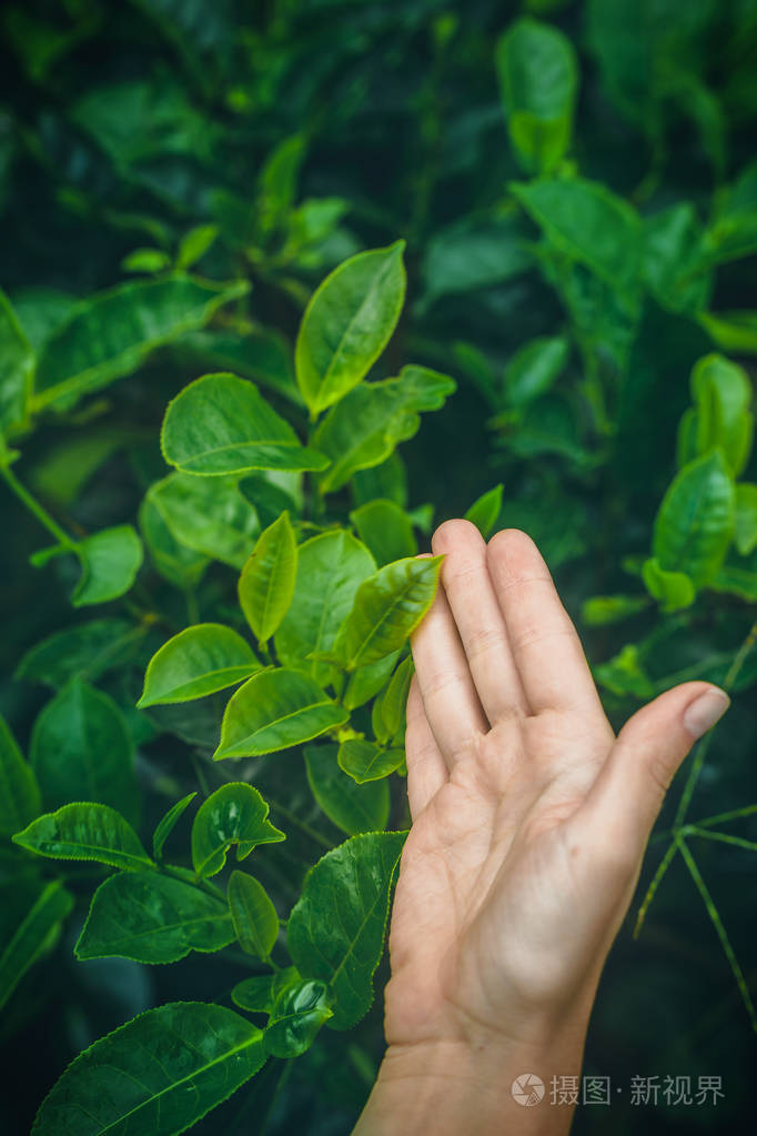 女人的手抚摸一个灌木