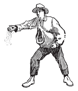 撒种播撒种子的人,绘制老式线条或雕刻插图照片