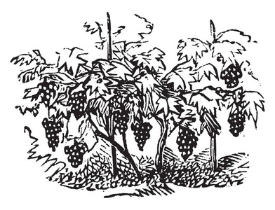 浆果果实图片一种图片,显示葡萄的葡萄藤或葡萄园,是开花植物属vitis