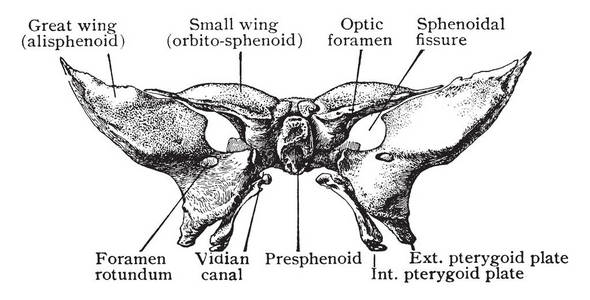 sphenoid bone图片