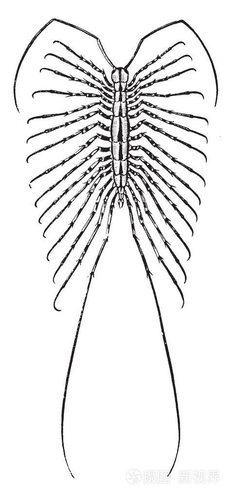 房子蜈蚣是一种黄色和灰色的蜈蚣,有三十条腿,老式的线条画或雕刻插图