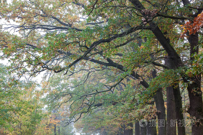 秋天的旧城市公园。 森林。 雾。 阳光明媚。 景观。