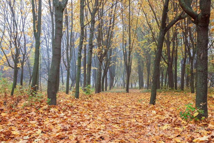 秋天的森林。 雾。 雨。 潮湿。 景观。 路径。