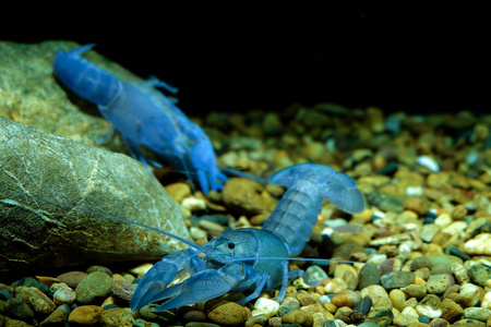 水族馆里的小龙虾是蓝色的照片