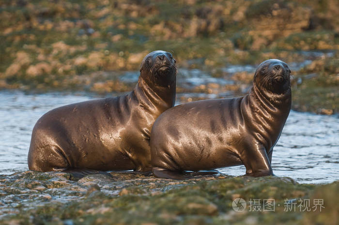 海狮幼崽在阿根廷巴塔哥尼亚海滩上行走