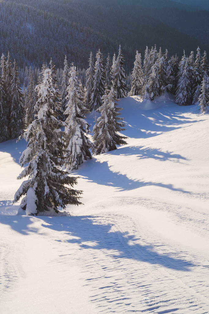 山林中的杉树有雪山山坡的冬季景观天气晴朗