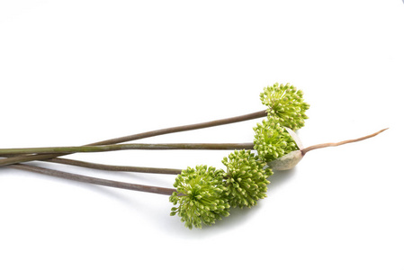 野菜花素材图片 野菜花图片素材下载 摄图新视界 野菜花素材图片 野菜花图片素材下载 摄图新视界