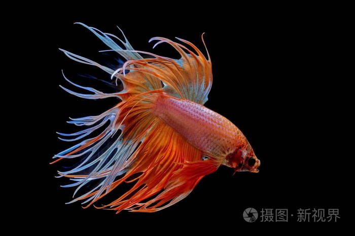 暹罗斗鱼红鱼黑背景贝塔鱼半月贝塔