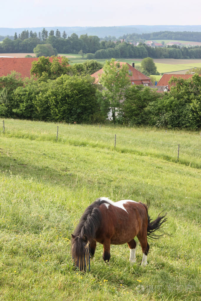 五月底在德国南部非常炎热的温度让马享受新鲜的绿草和蓝天宽天使视野