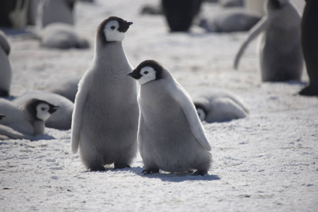南极洲蜱皇企鹅在晴天特写图片