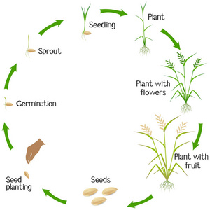 白色背景下水稻植株的生命周期.照片