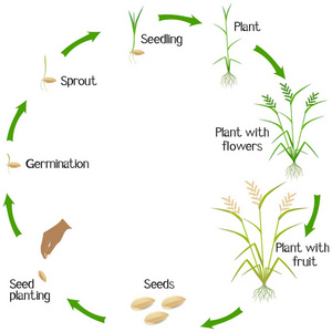 稻谷生长过程图图片