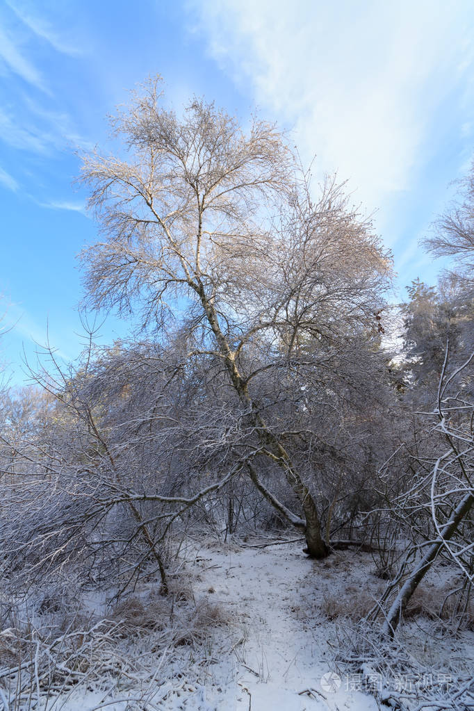 冬天的森林树木在雪地里冬天的自然美景是在树林里散步