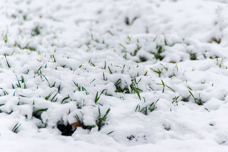 雪下的第一片雪绿的草地上的雪绿的草地冬芽春霜照片
