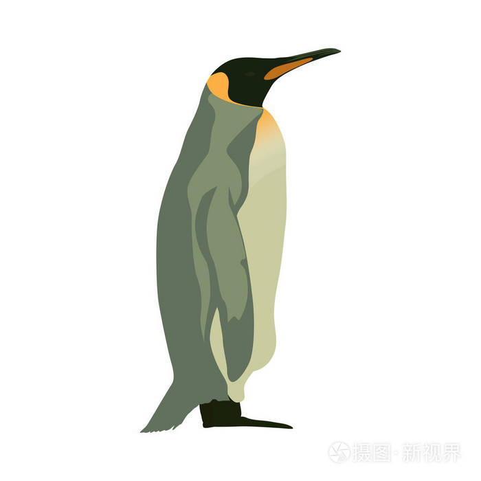 企鹅孤立矢量平面插图侧视