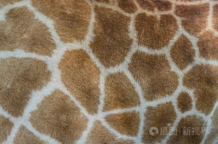 长颈鹿毛皮图案动物皮肤背景