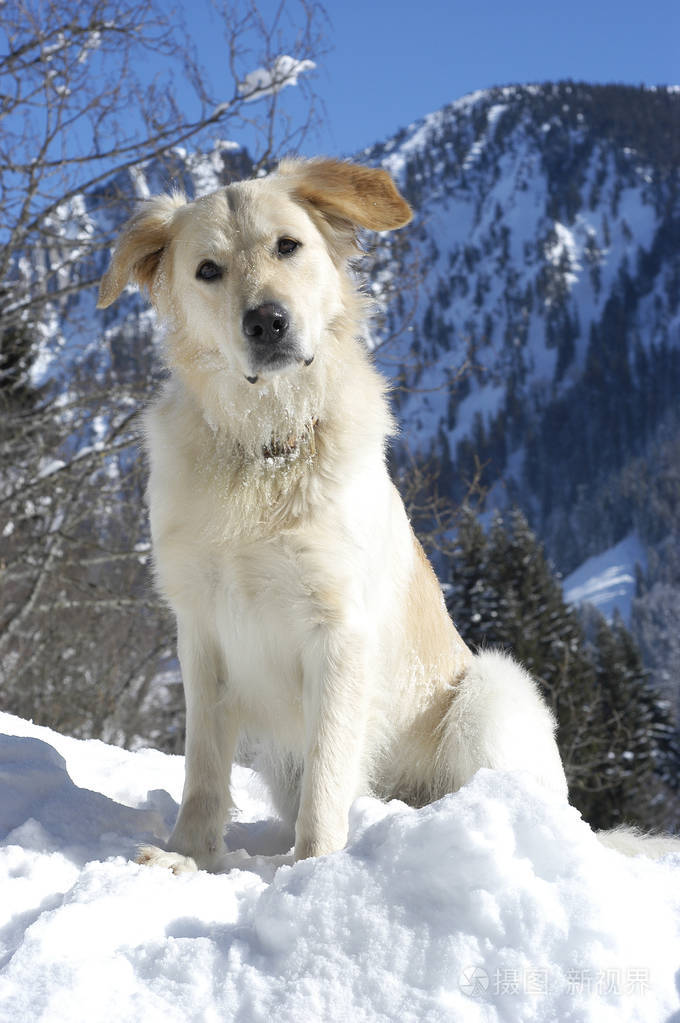 金毛猎犬半个品种坐在雪地前的雪地里