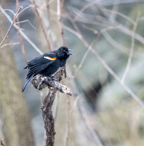 折翅蠊科红翅黑鸟是科的一种过路鸟照片