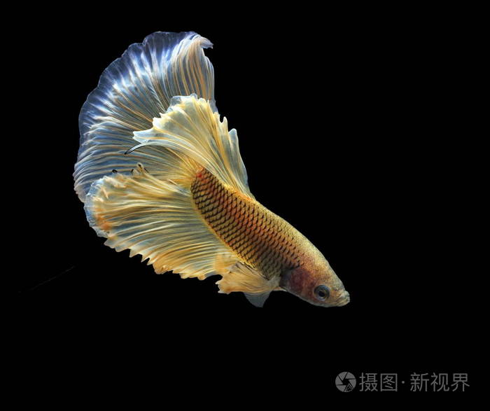 暹罗斗鱼耶勒鱼黑色背景贝塔鱼半月贝塔.