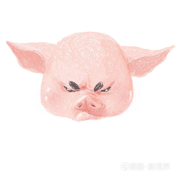 可爱的猪角色很生气. 可爱的小猪脸孤立在白色背景上. 猪的情感收藏.
