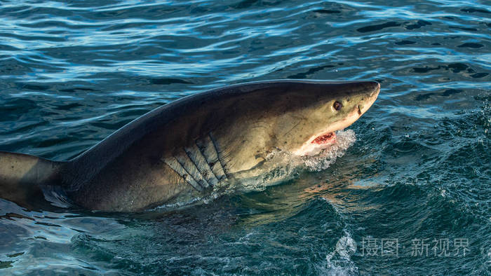 大白鲨在攻击中. 科学名称:carcharodoncarcharias. 南非.
