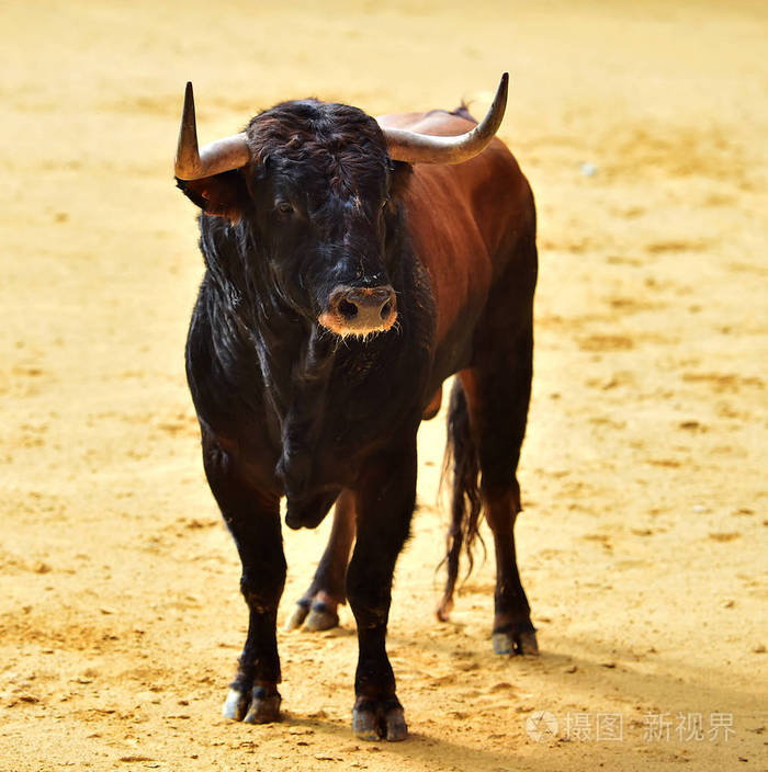 西班牙的公牛角