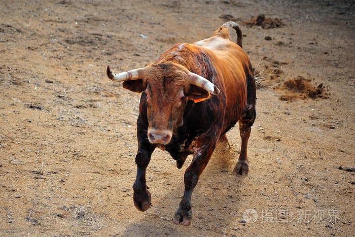 公牛在西班牙斗牛场奔跑