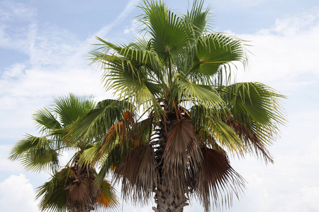 棕榈树的树冠图片