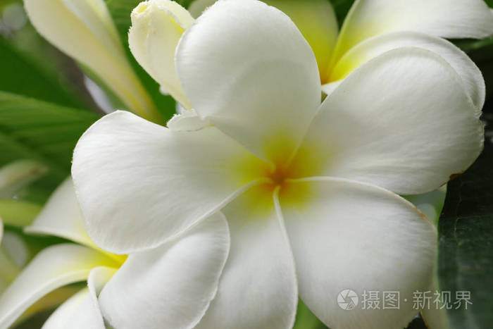 凤仙花属 凤仙花科开花植物 多数种类为落叶灌木或小乔木 照片 正版商用图片1sldrm 摄图新视界