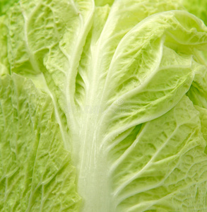 北京大白菜图片