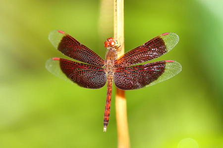 春天的蜻蜓图片