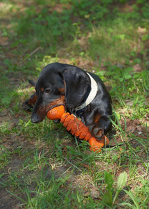达奇森小狗玩橙色玩具