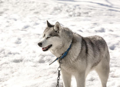 美女 毛皮 生活 自然 西伯利亚 运动 颜色 犬科动物 食肉动物