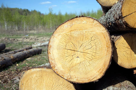 木材 美丽的 材料 环境 建设 原木 行业 树皮 日志 风景