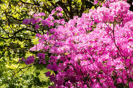 杜鹃花盛开