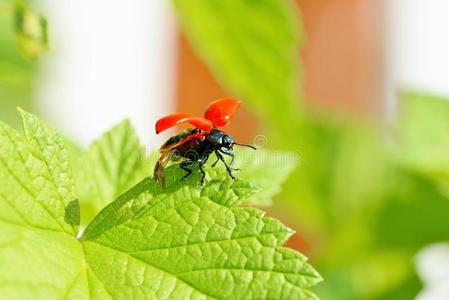 空气 埃德蒙 佛罗里达州 马铃薯 甲虫 天线 阿西 太阳