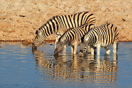 平原斑马饮用水