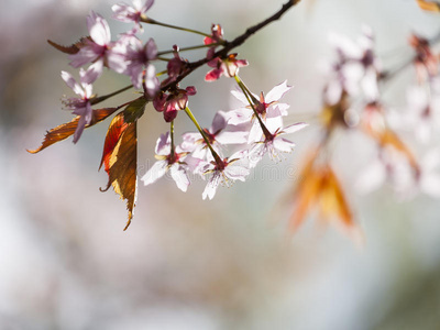 樱花