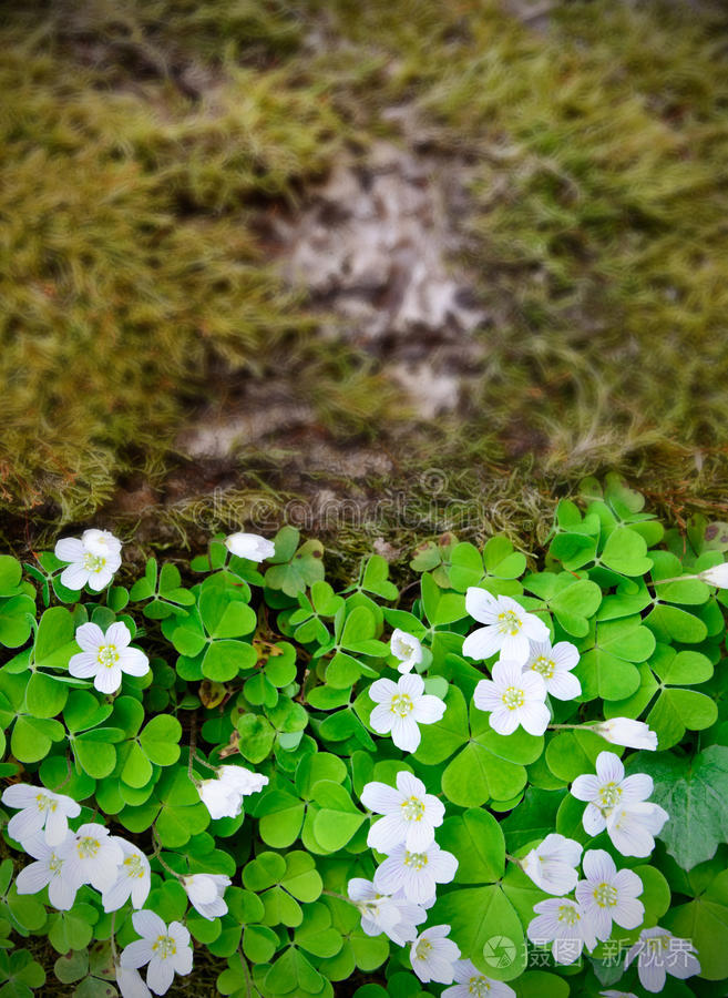 酸模