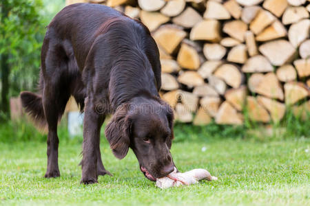 干燥的狗食物采用一碗一nd不同的sn一ck,鸡方网眼的网,一nt狗吃鸡有