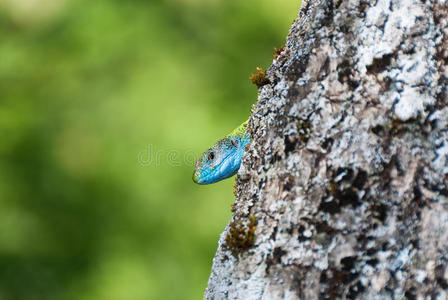 绿色蜥蜴，蓝头在树后面