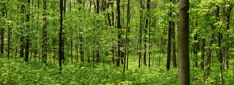 美国 森林 草本植物 时间 桦木 深的 树叶 地区 明亮