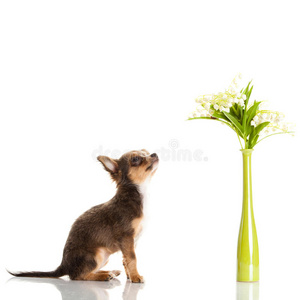 狗吉娃娃和花瓶，花被隔离在白色的背景上