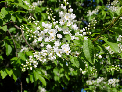 鸟樱桃花特写